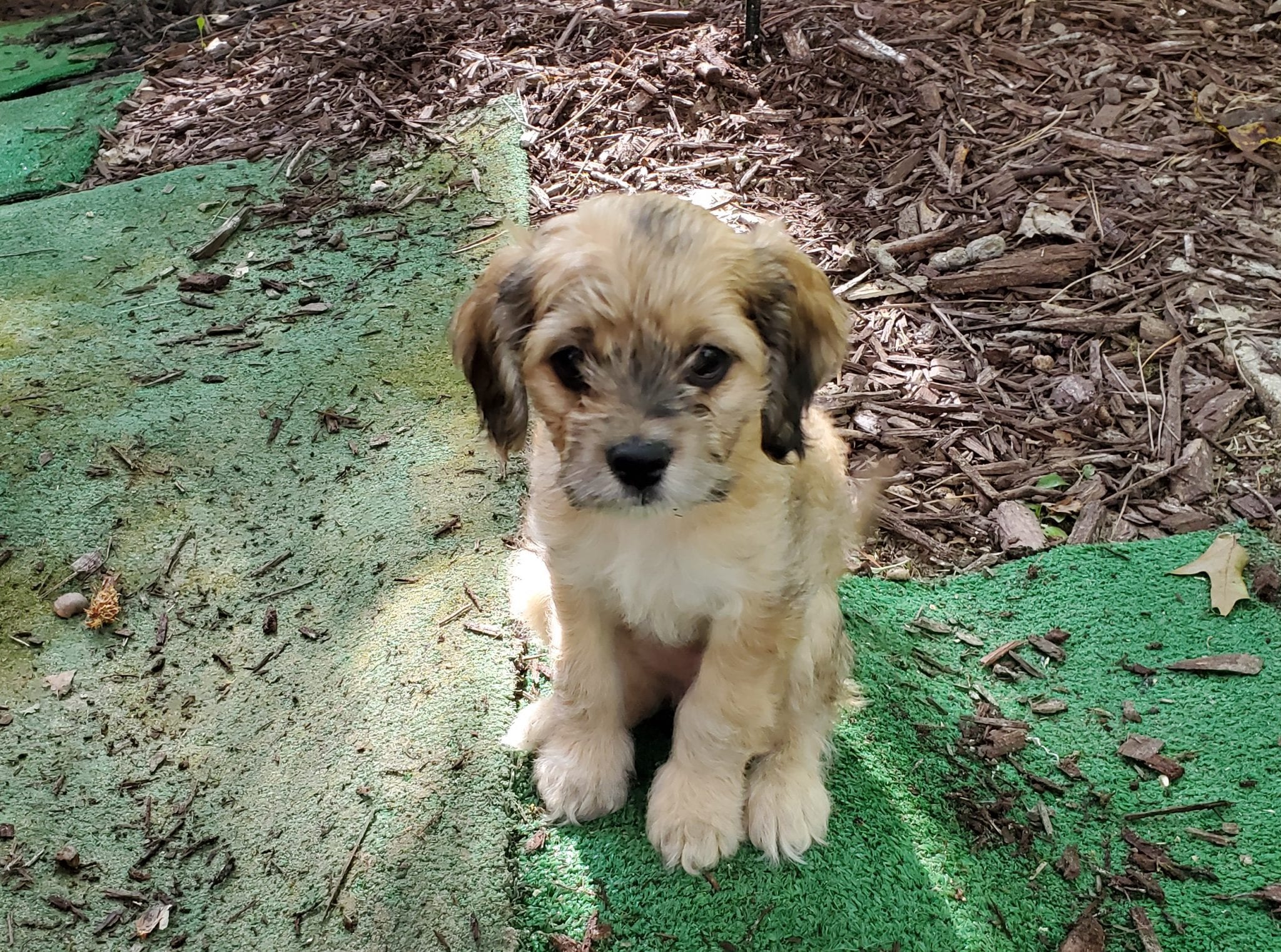 Meet the pet: Dexter, Mocha and Java