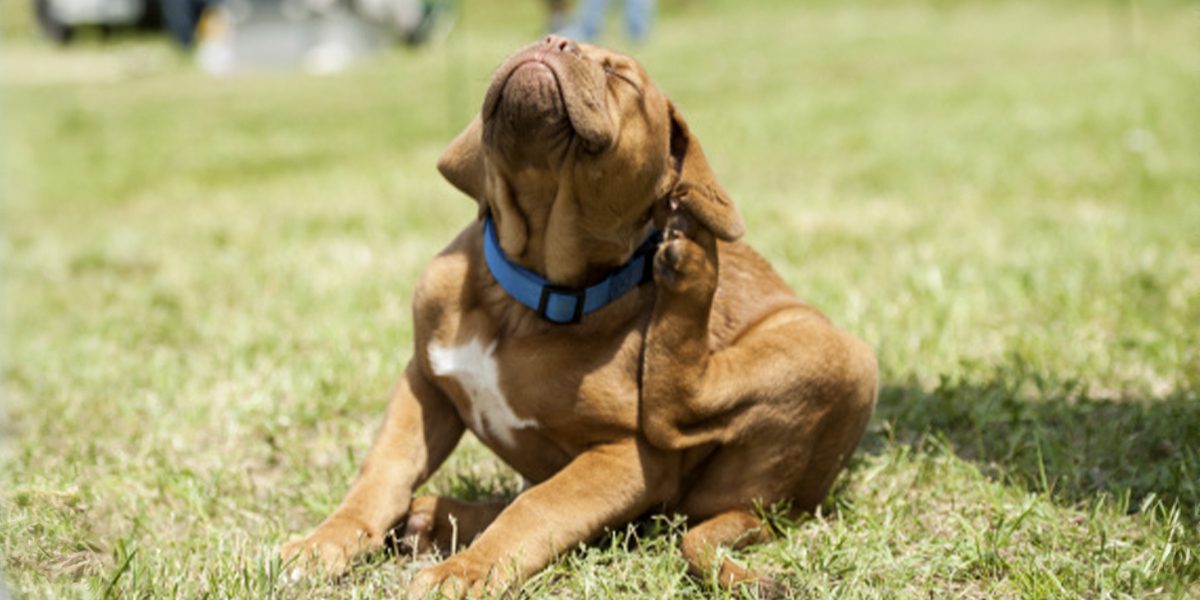 Can Your Washer Help Stop Fleas?